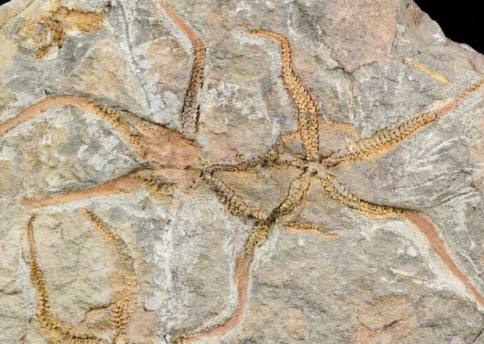 Bargain Ordovician Brittle Star (Ophiura) Plate - Morocco #49213